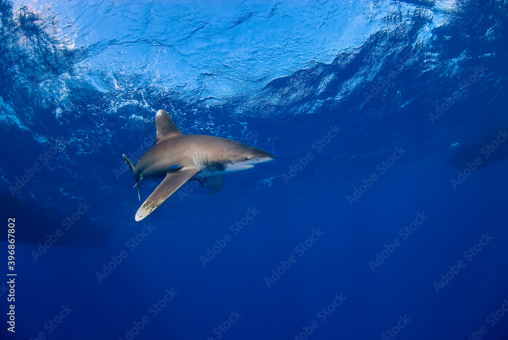 Obraz premium Longimanus swimming alone in the blue. Several boats on the background.