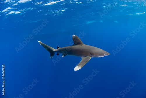 Oceanic white tip in the blue. The shadow of a boat in the background.