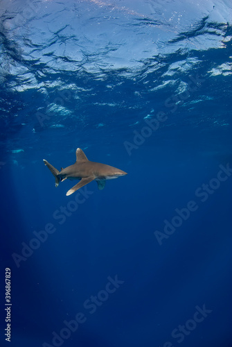 Vertical image of a longimanus swimming close to the surface.
