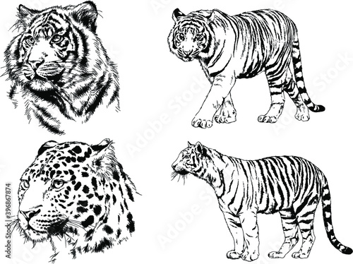 vector drawings sketches different predator   tigers lions cheetahs and leopards are drawn in ink by hand   objects with no background