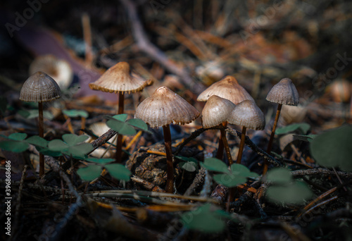mushrooms in the forest in Latvia