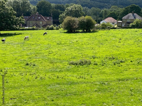 Rural scene, with cattle grazing in a large field, and trees and houses in the distance in, Shipley, Bradford, UK