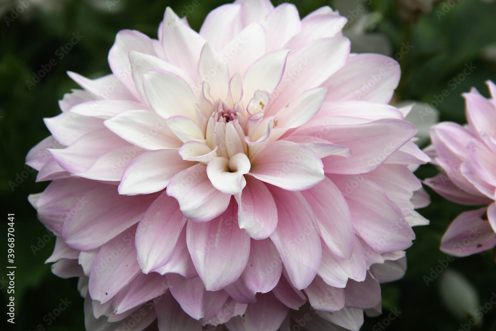 Closeup Gradient White to Pink Dahlia