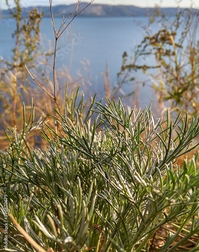 branches of steppe grass on the sand against the background of mountains and the river