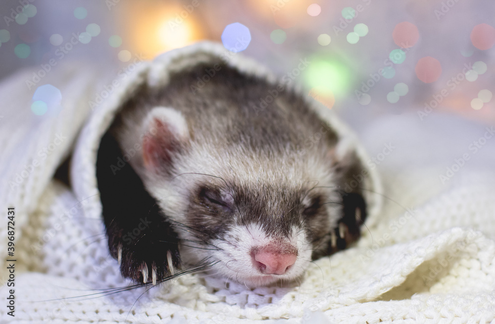 Cute ferret sleeping, adorable winter pet Cute ferret sleeping, adorable winter pet