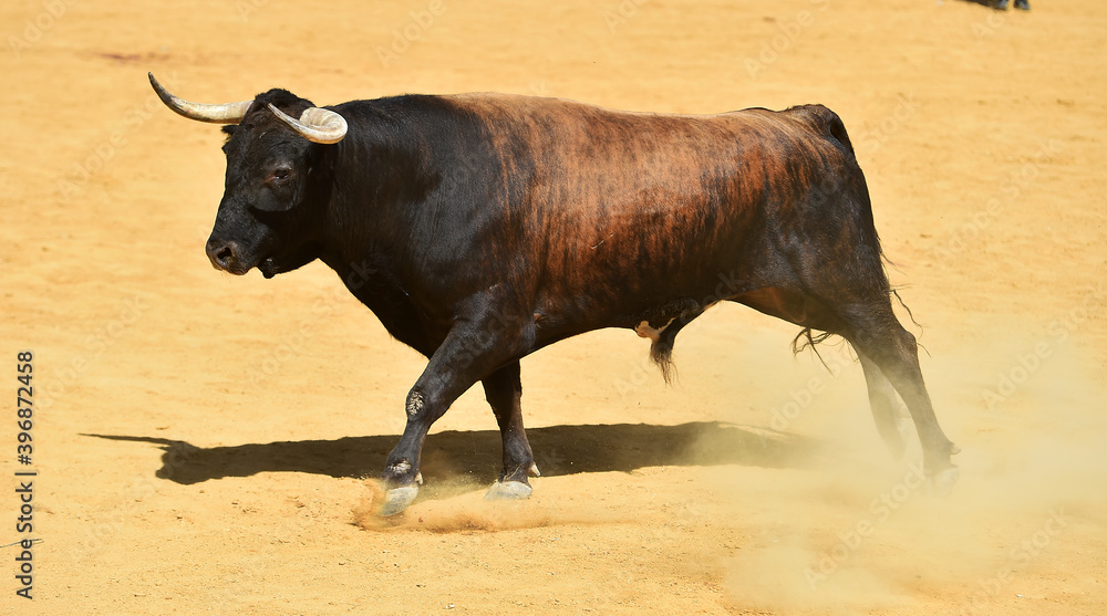 fighting bull with big horns on spain fighting bull with big horns on spain