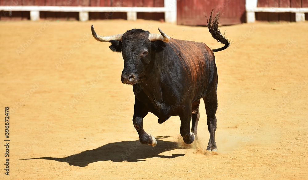 fighting bull with big horns on spain fighting bull with big horns on spain