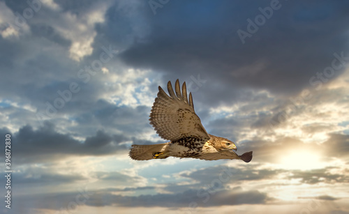 Red tailed hawk flying in high over Dorval airport  Montreal Quebec  Canada.