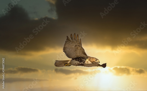 Red tailed hawk flying in high over Dorval airport, Montreal Quebec, Canada. photo