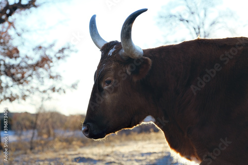 Texas longhorn cow in winter field close up. © ccestep8