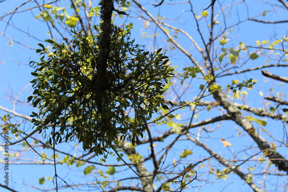 branches with an unusual pile of leaves on a blue sky background branches with an unusual pile of leaves on a blue sky background