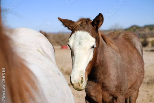 Red roan foal horses close up in winter field. © ccestep8