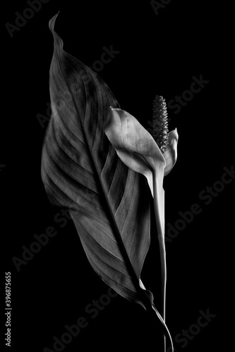 Black and white photo beautiful white flower