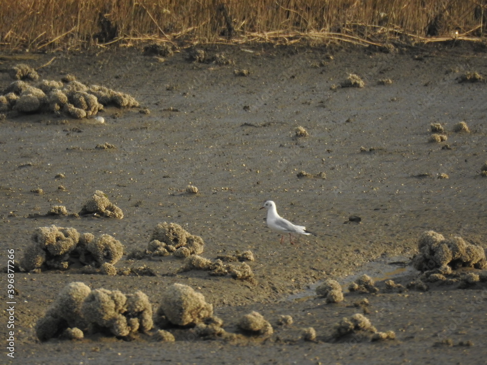 Obraz premium A small bay with no water