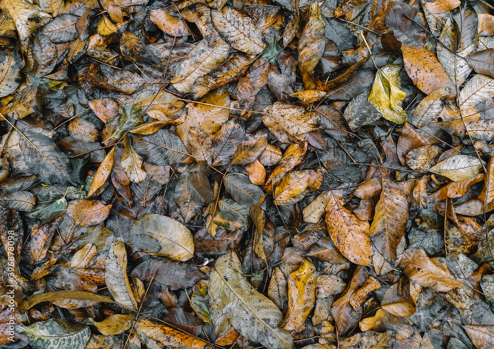 Background, texture of dry and wet autumn fallen leaves, brown walnut foliage after rain. Deadwood, top view. Background, texture of dry and wet autumn fallen leaves, brown walnut foliage after rain. Deadwood, top view.