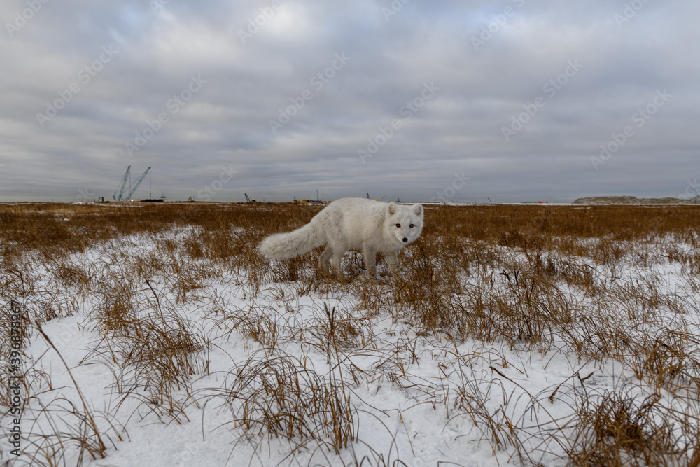 Arctic fox in winter time in Siberian tundra Arctic fox in winter time in Siberian tundra
