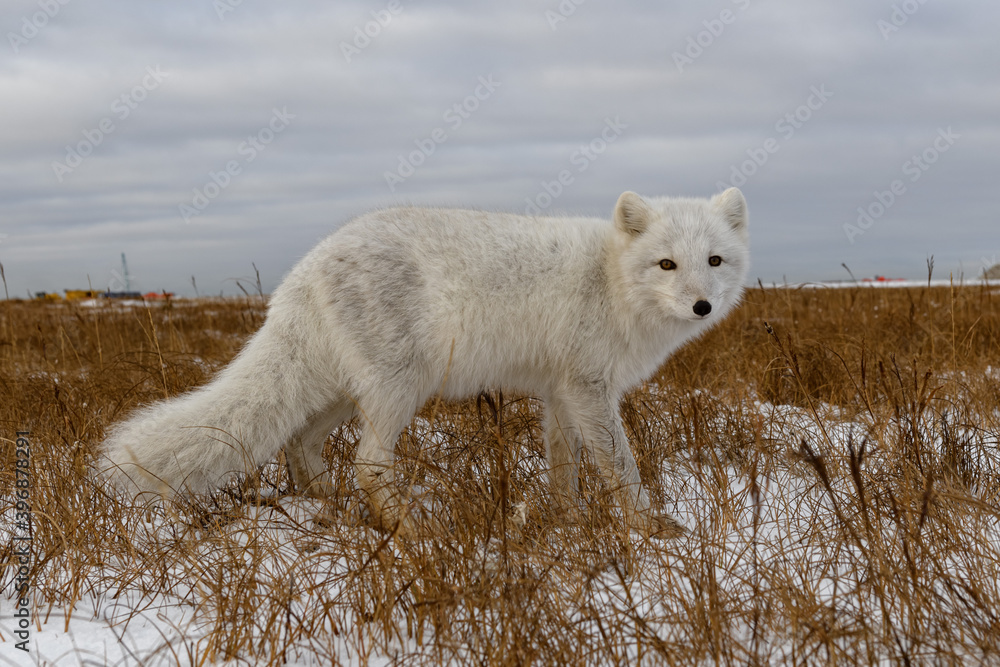 Arctic fox in winter time in Siberian tundra Arctic fox in winter time in Siberian tundra