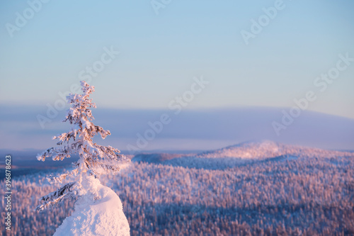 Snow covered tree on top of Ruka peak near Kuusamo with a view over snowy taiga forest in Northern Finland, Europe photo