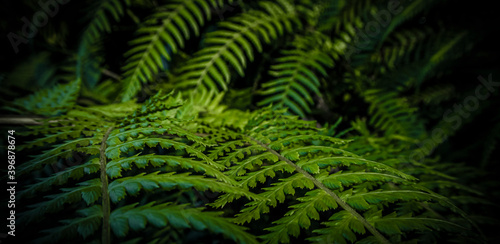 beautyful ferns leaves green foliage natural floral fern background 