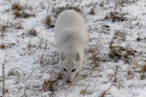 Arctic fox in winter time in Siberian tundra