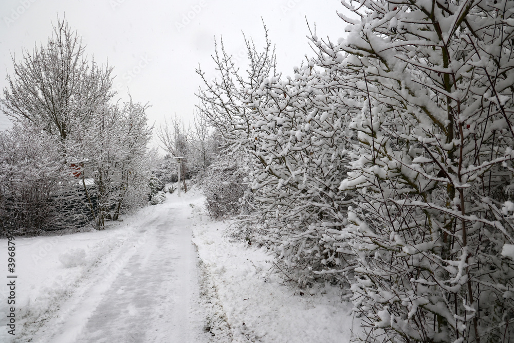 Obraz premium Winter landscape with trees covered in white snow