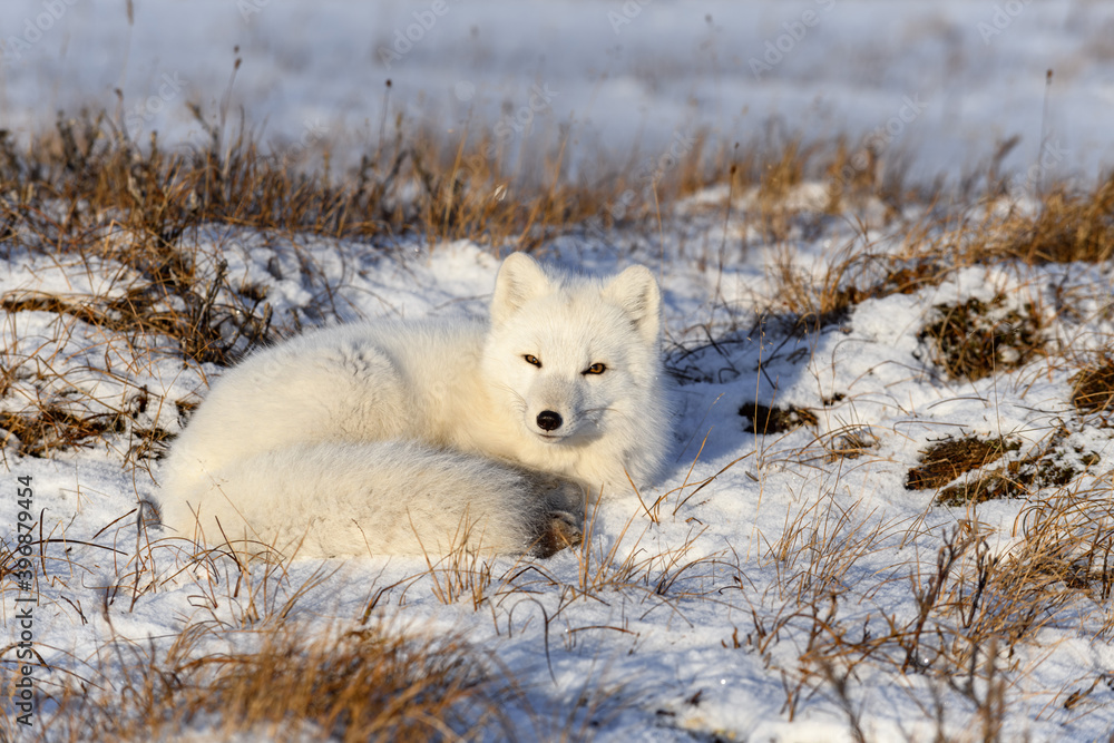 Arctic fox (Vulpes Lagopus) in wilde tundra. Arctic fox lying. Sleeping ...