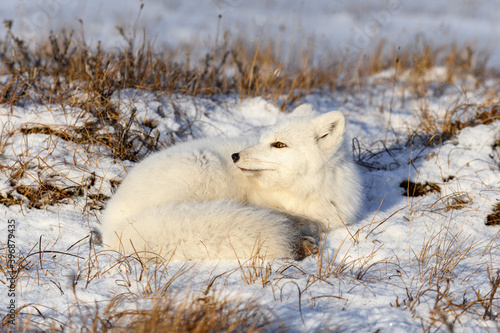 Arctic fox  Vulpes Lagopus  in wilde tundra. Arctic fox lying. Sleeping in tundra.