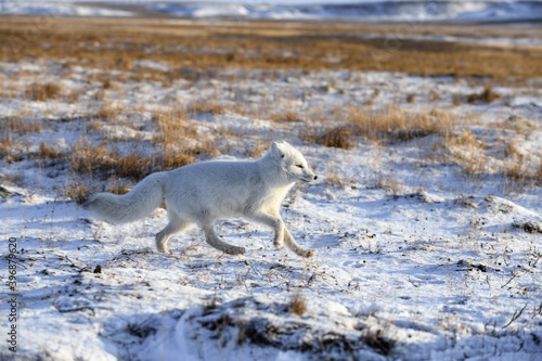 Arctic fox in winter time in Siberian tundra