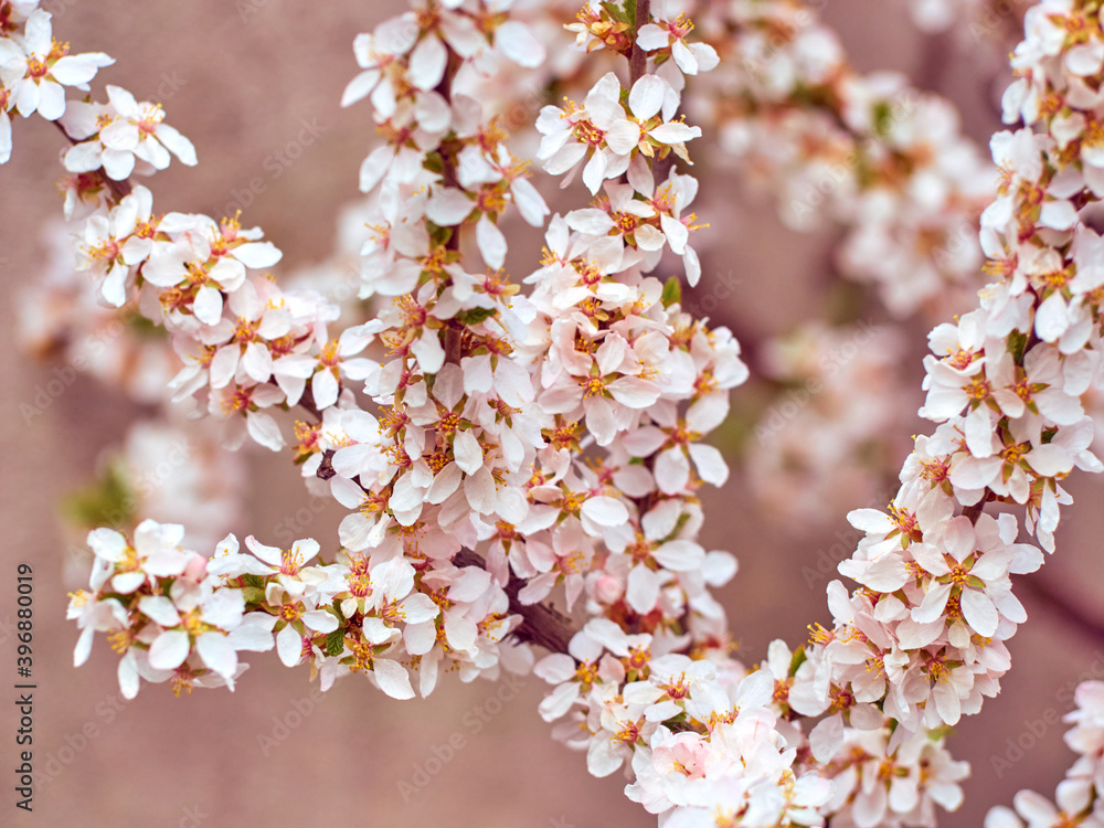 Fototapeta premium Blooming almond in the park.