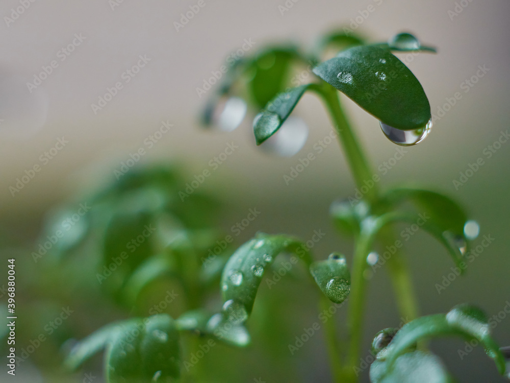 Young seedlings with drops closeup. Young seedlings with drops closeup.