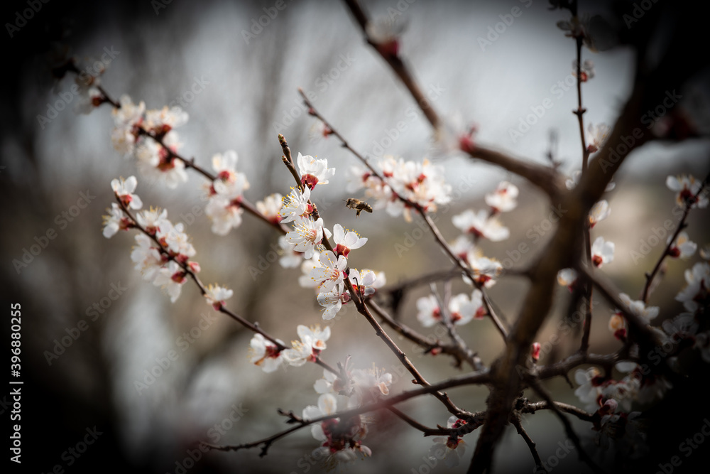 spring flowers on trees, cherries, apple trees bloom. Spring trees on a background of the sky. spring flowers on trees, cherries, apple trees bloom. Spring trees on a background of the sky.