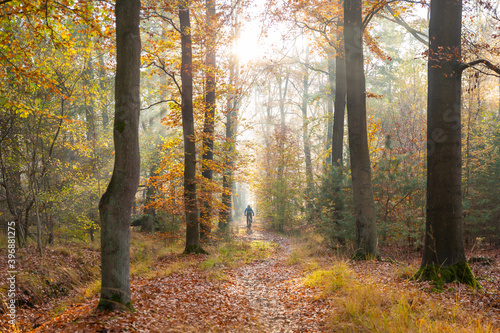 Fototapeta Naklejka Na Ścianę i Meble -  Biker in the autumn forest in the morning sun