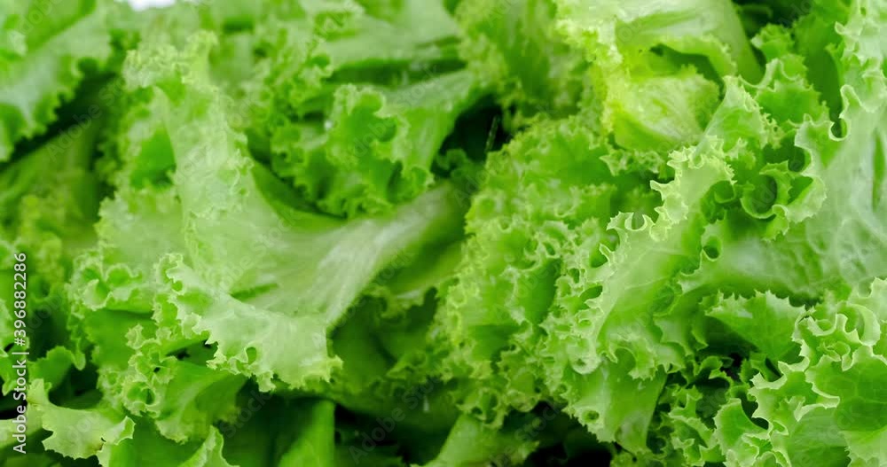 Still shot close up of green lettuce leaves with water dropping on leaf Still shot close up of green lettuce leaves with water dropping on leaf