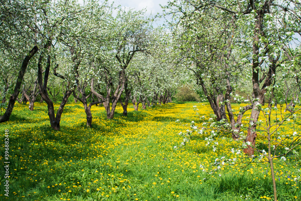 Blooming apple orchard and dandelions