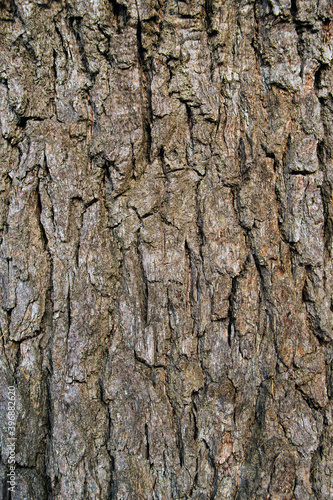 Elm Tree Trunk Texture Close up on park background.