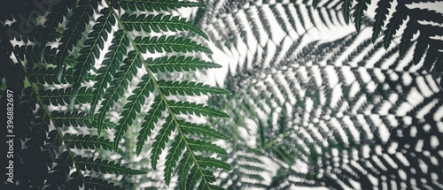 beautyful ferns leaves green foliage natural floral fern background 