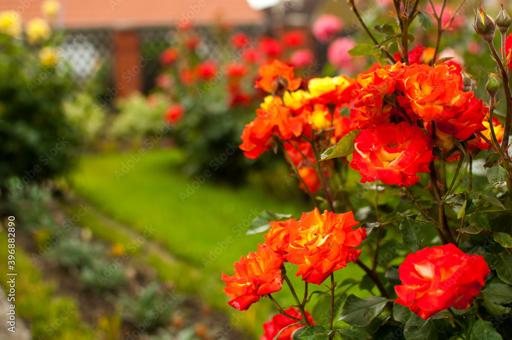 Beautiful roses in a garden