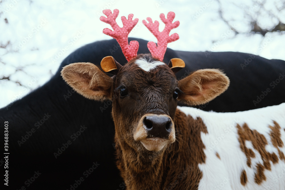 Reindeer antlers on calf close up, Christmas costume baby cow on farm.  Stock Photo | Adobe Stock