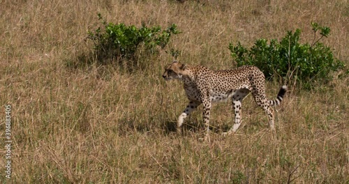 Cheetah Looking For Prey Among The Zebras Grazing Nearby, Kenya