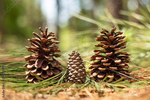 christmas pine natural ornament
