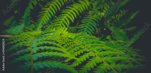 beautyful ferns leaves green foliage natural floral fern background 