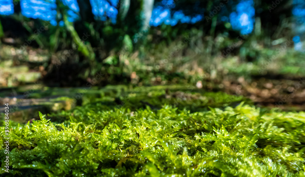 Obraz premium grass in the garden