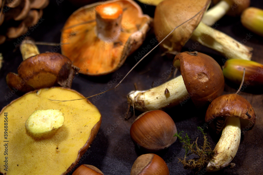 Forest mushrooms on a dark wooden background.Autumn harvest from the forest - Mushrooms, Acorns and Hazelnuts. Organic raw materials for healthy food preparation. Gourmet food. Selective focus. Forest mushrooms on a dark wooden background.Autumn harvest from the forest - Mushrooms, Acorns and Hazelnuts. Organic raw materials for healthy food preparation. Gourmet food. Selective focus.