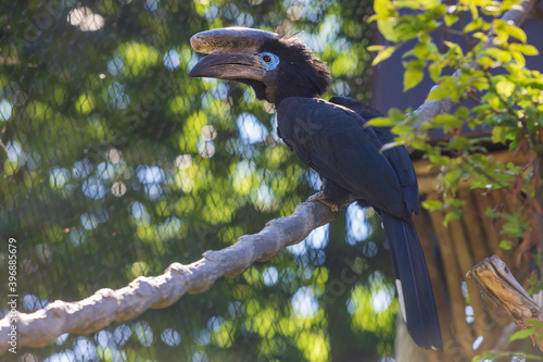 Hornbill - Ceratogymna atrata sitting on a tree branch. photo