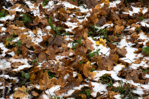 First snow of the winter partially covering autumn leaves on the ground