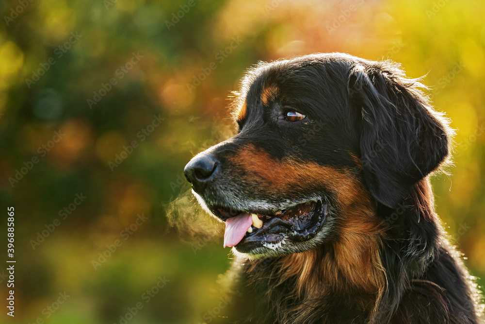 male black and gold Hovie nice portrait in backlight with autumn colored background