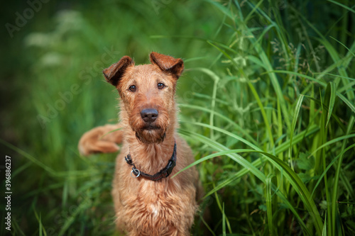 A red hunting dog stands against a background of green grass.