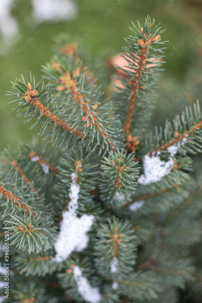 Closeup sprout of blue spruce covered with snow Closeup sprout of blue spruce covered with snow