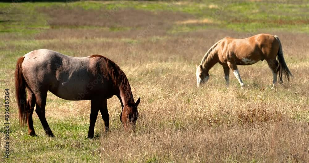 two horses graze on grasses in autumn meadow two horses graze on grasses in autumn meadow