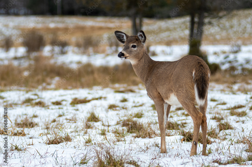 young deer in the field looking away 2 young deer in the field looking away 2